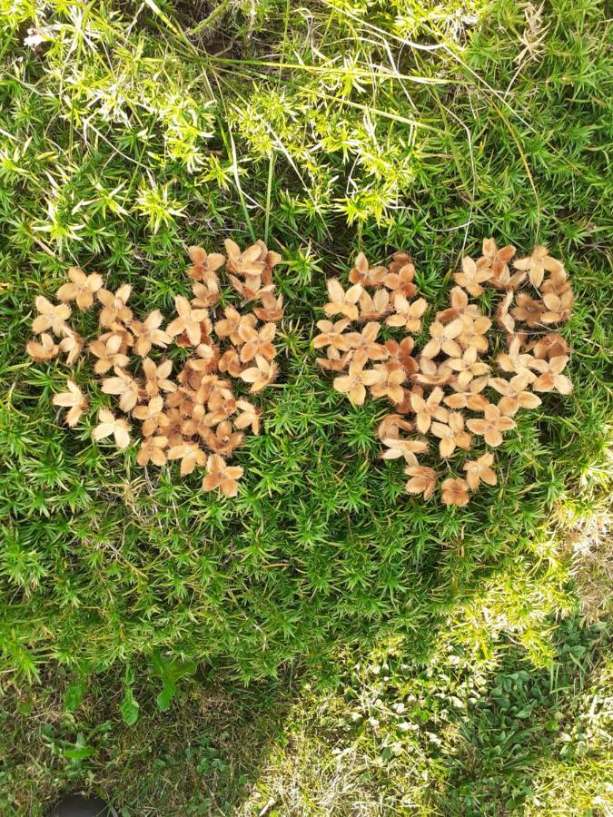 拜塔塔纳洛尔度假屋 Forgaria nel Friuli 外观 照片
